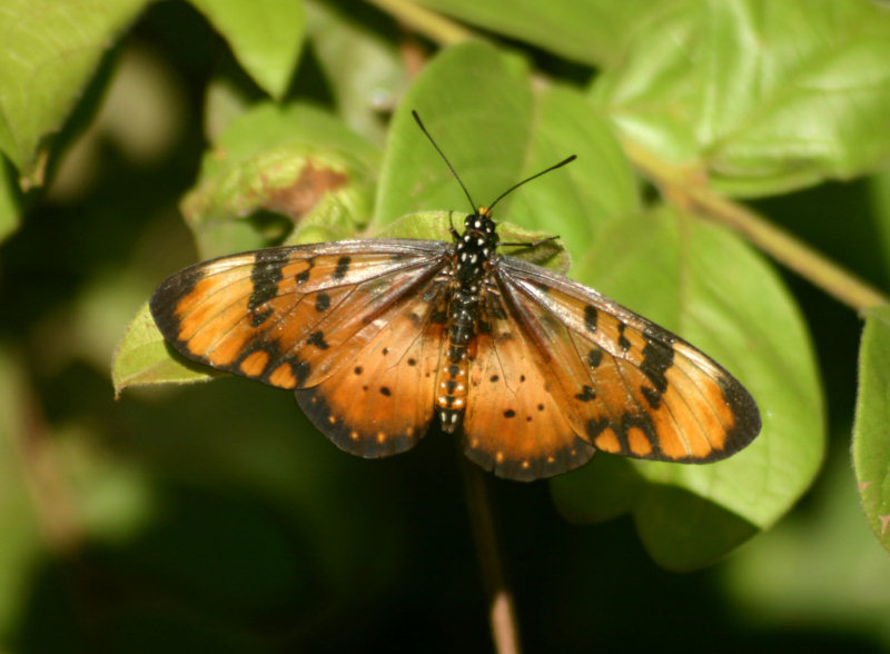 Acraea acara 