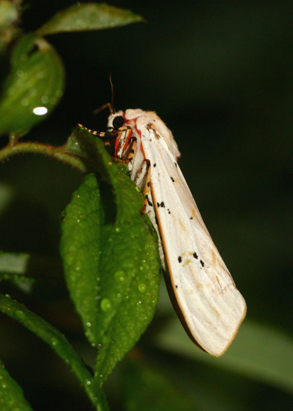 Rhodogastria amasis