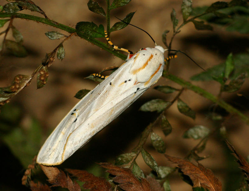 Rhodogastria amasis