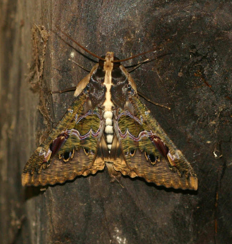 Sphingomorpha chlorea