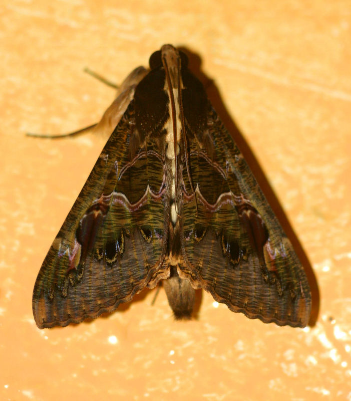 Sphingomorpha chlorea