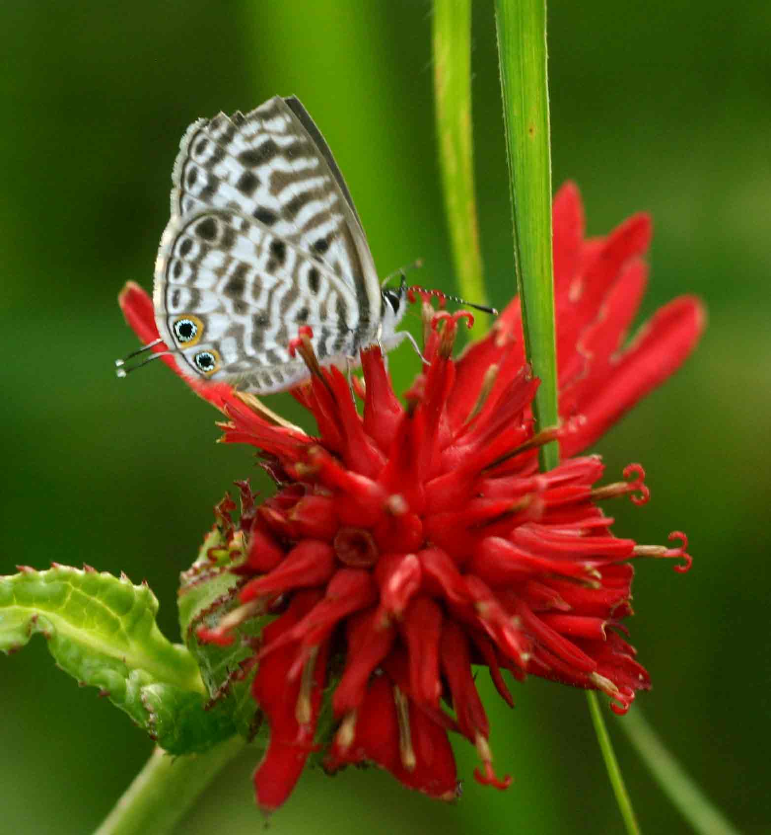 Leptotes group