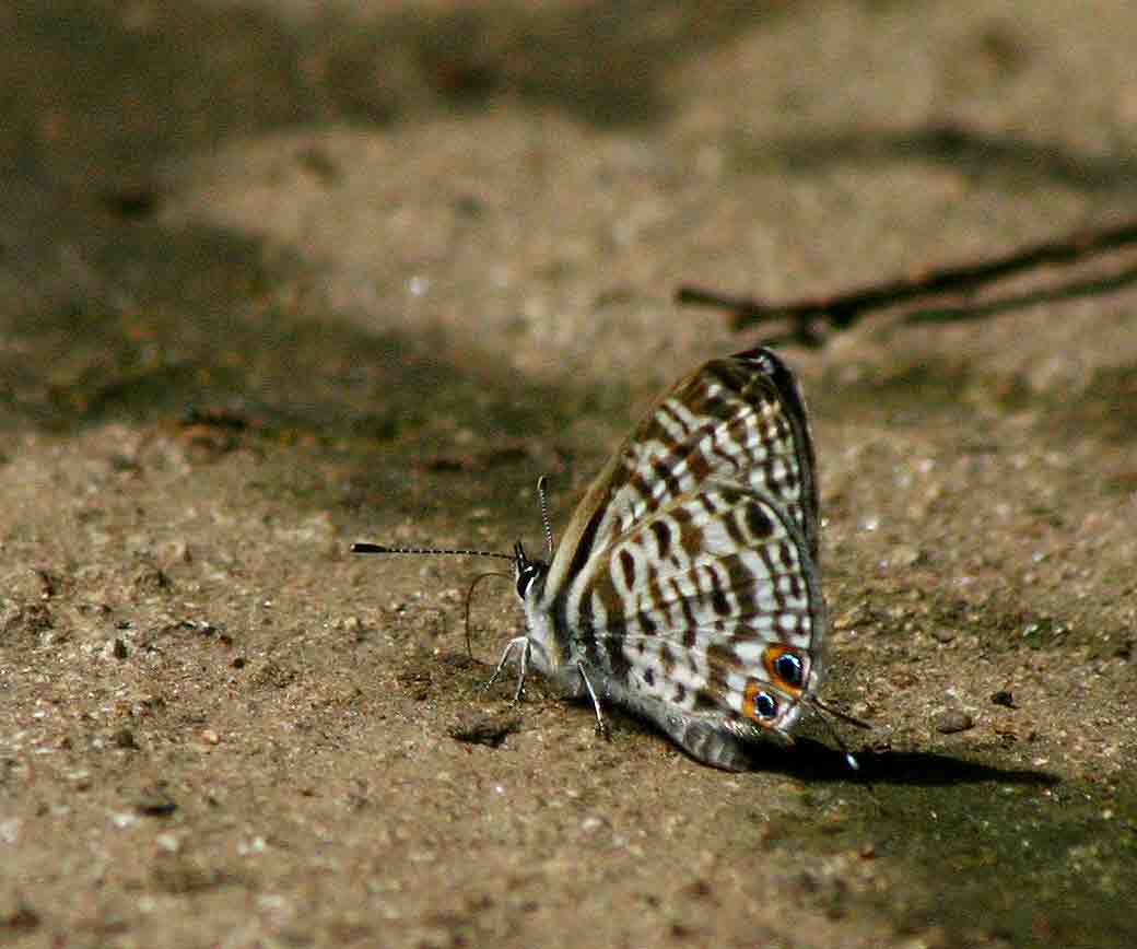 Leptotes group