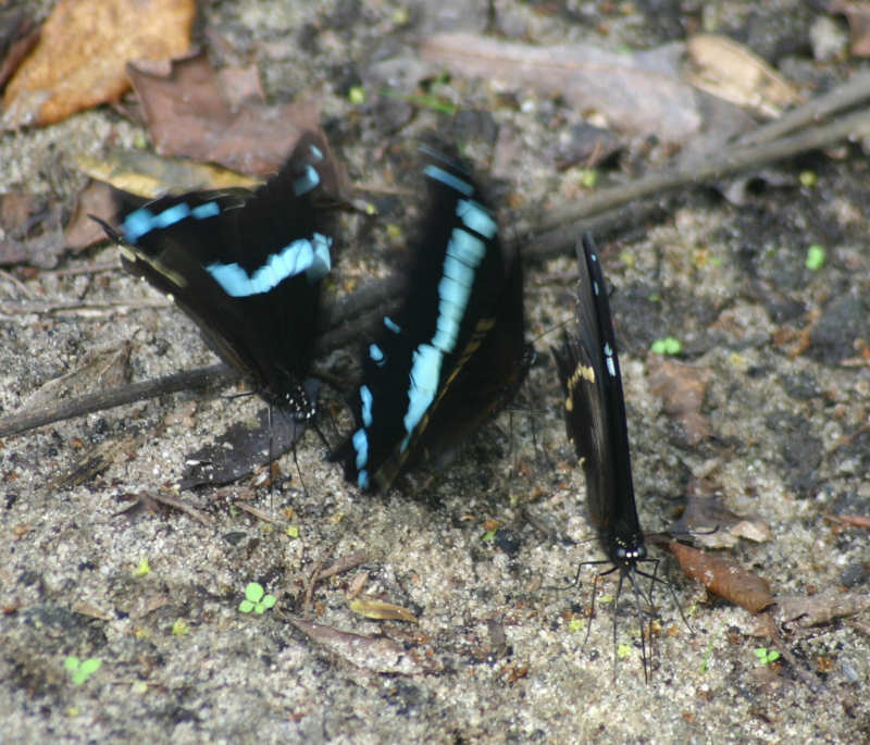 Papilio nireus