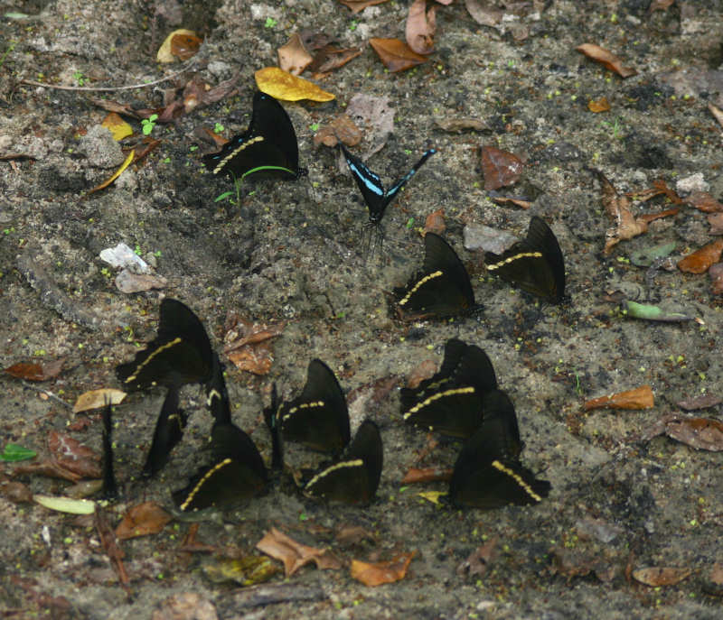 Papilio nireus