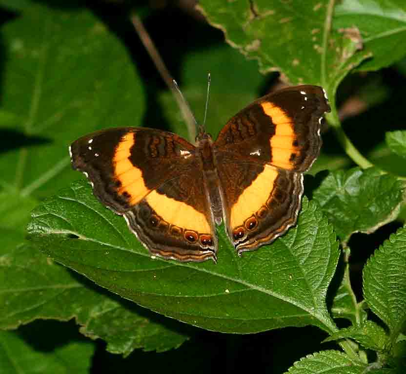 Junonia terea