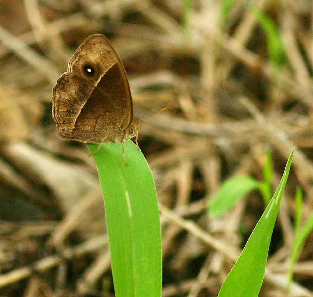 Bicyclus safitza