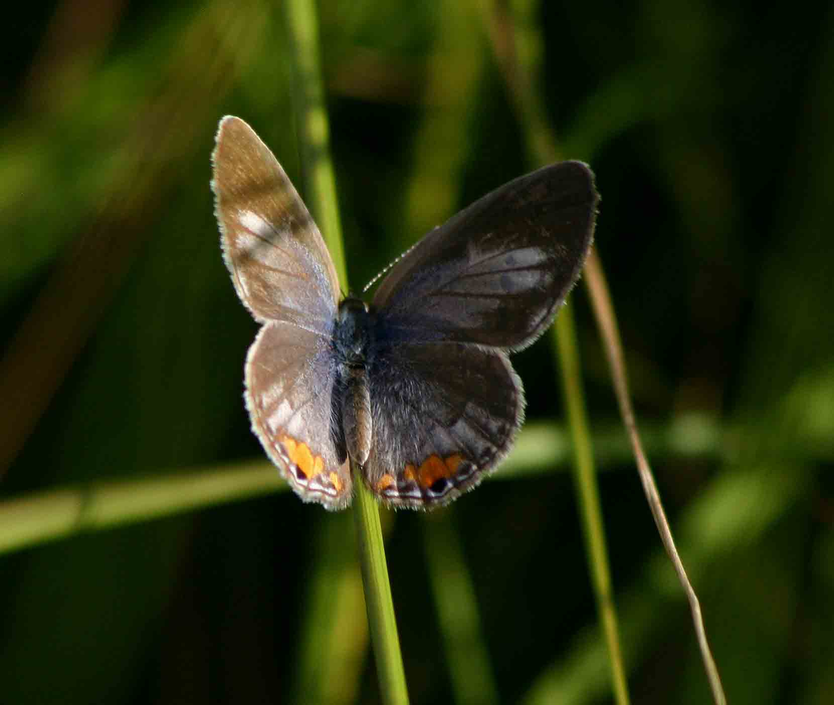 Cupidopsis cissus