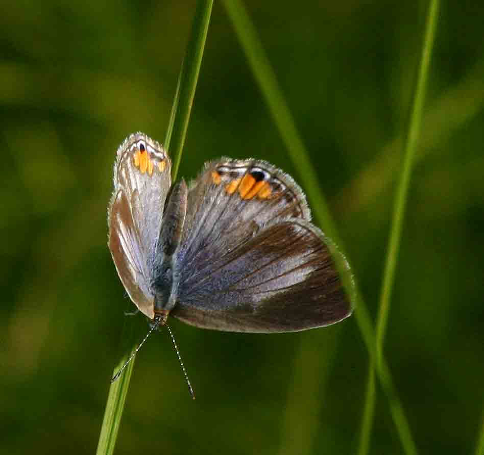 Cupidopsis cissus