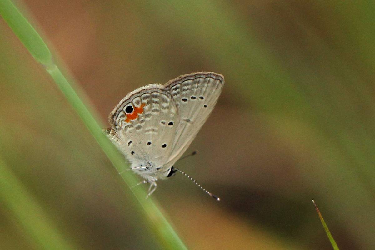 Cupidopsis cissus