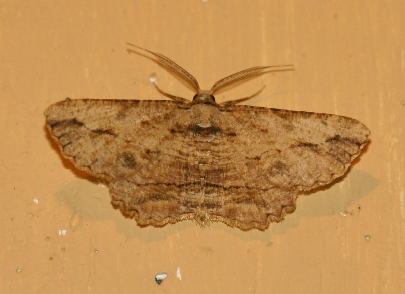 Menophra obtusata