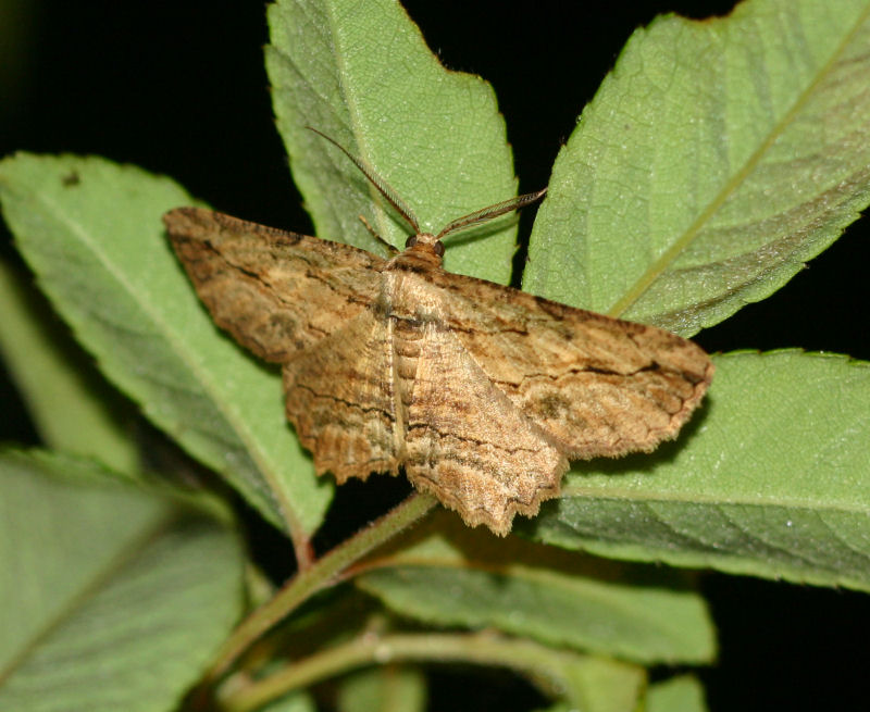 Menophra obtusata