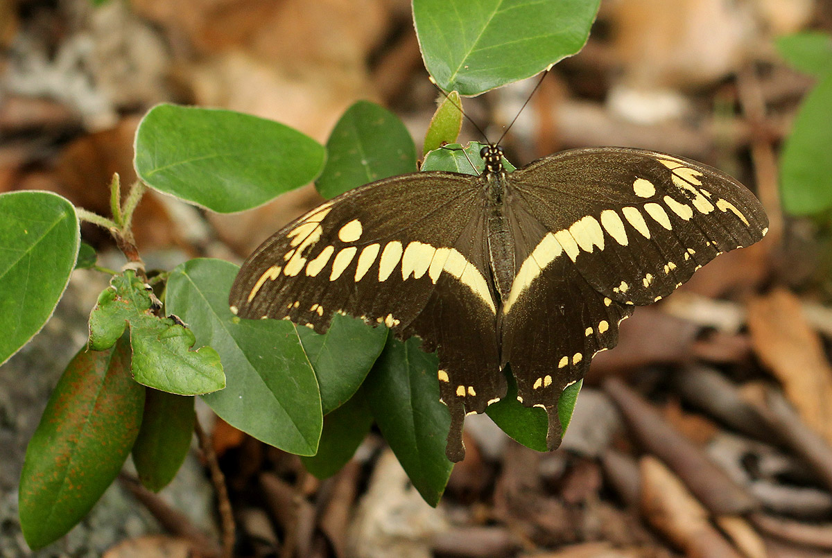 Papilio constantinus