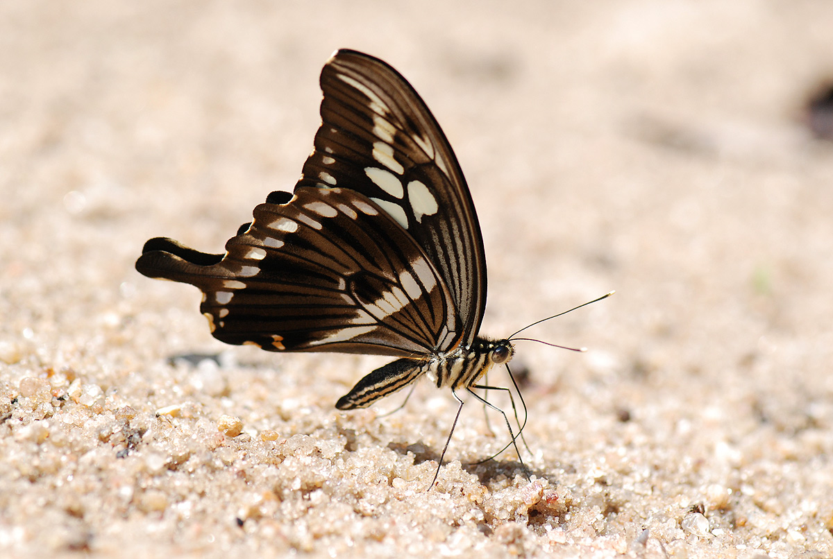 Papilio constantinus