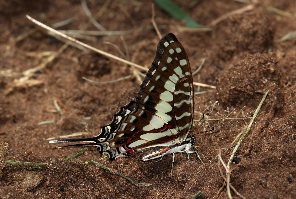 Graphium porthaon