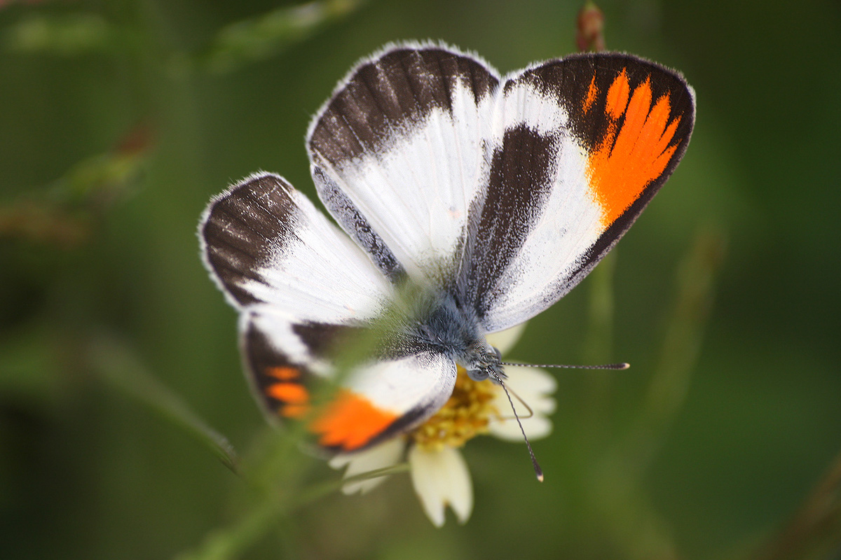 Colotis evagore