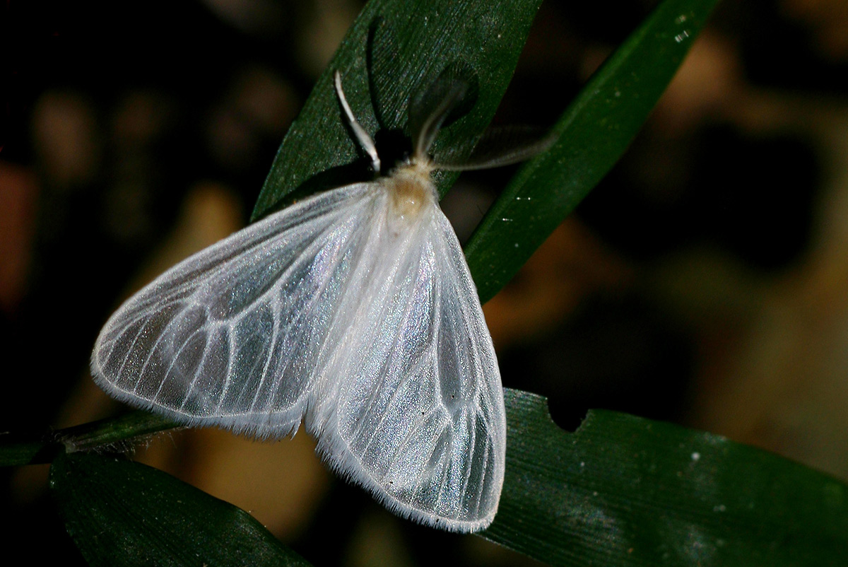 Marblepsis melanocraspis