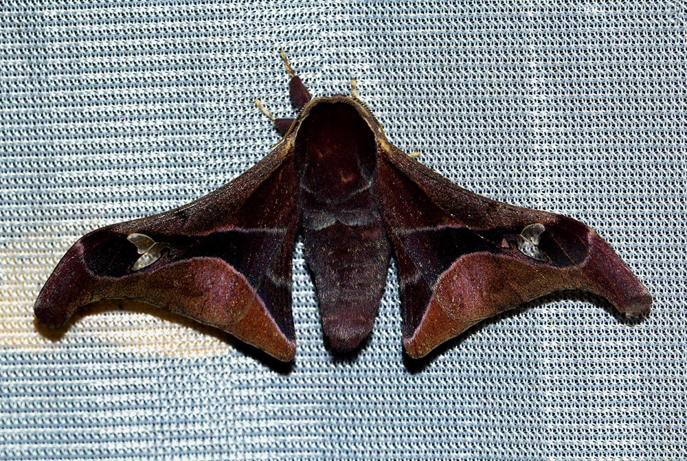 Holocerina smilax