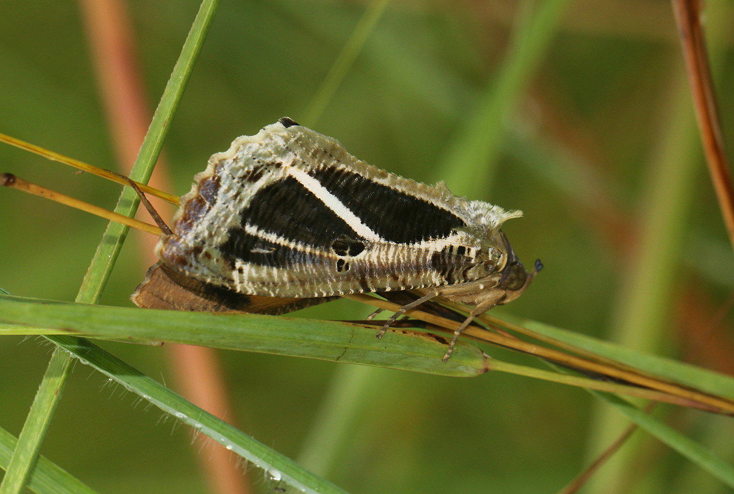 Eudocima materna