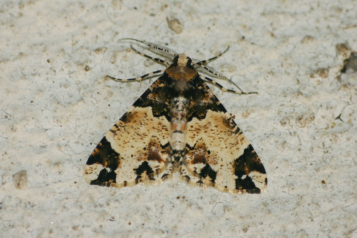 Oedicentra albipennis