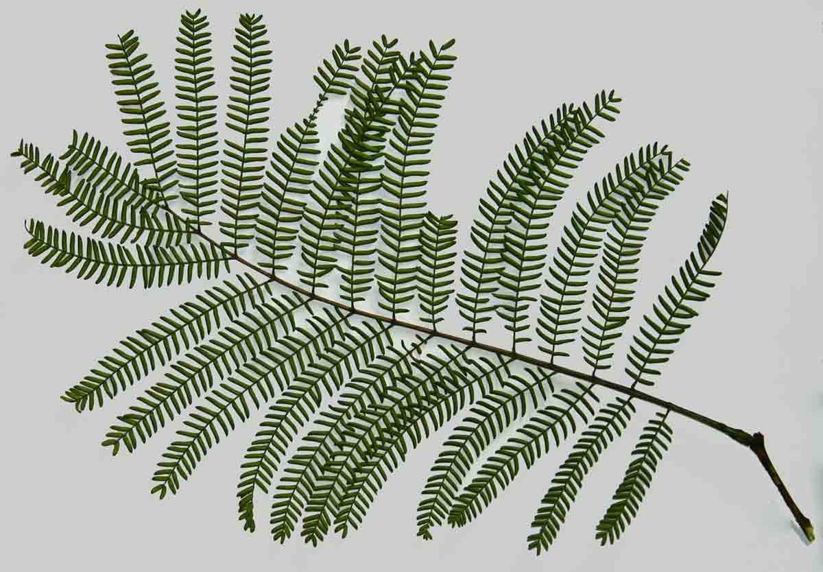 Leaf of Acacia amythethophylla.