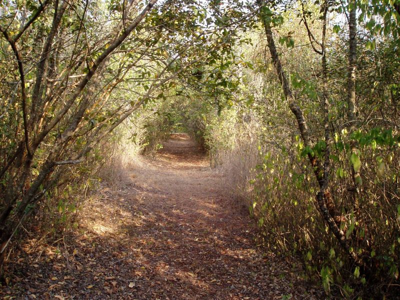 View along one of the 'rides' in the exotic woodland