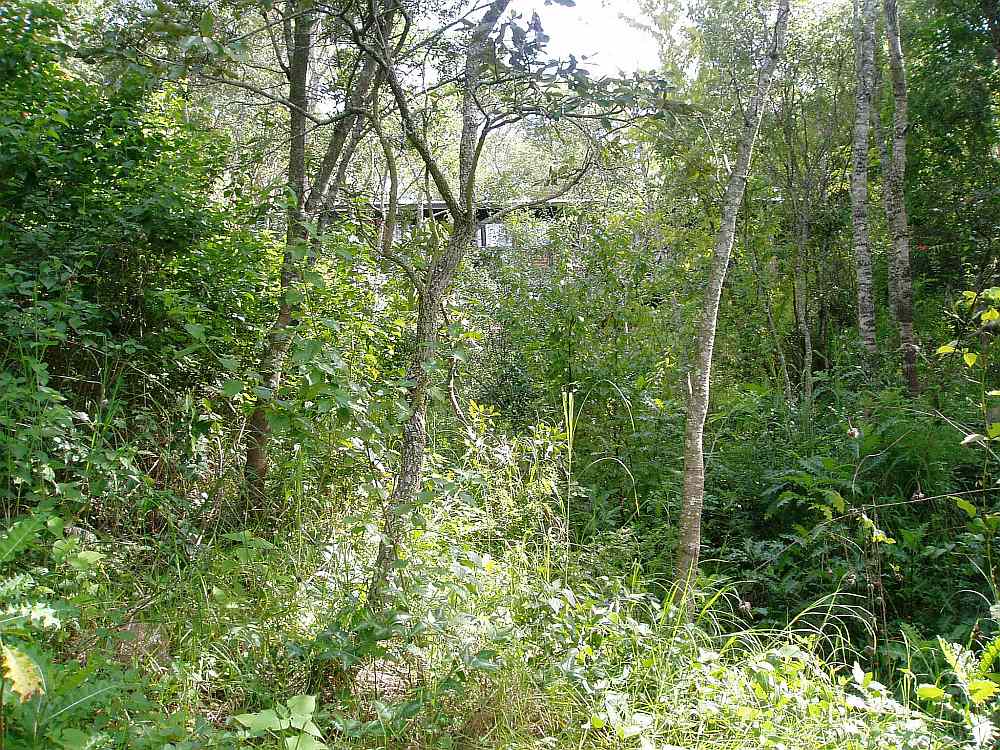 View up the steep slope to the house